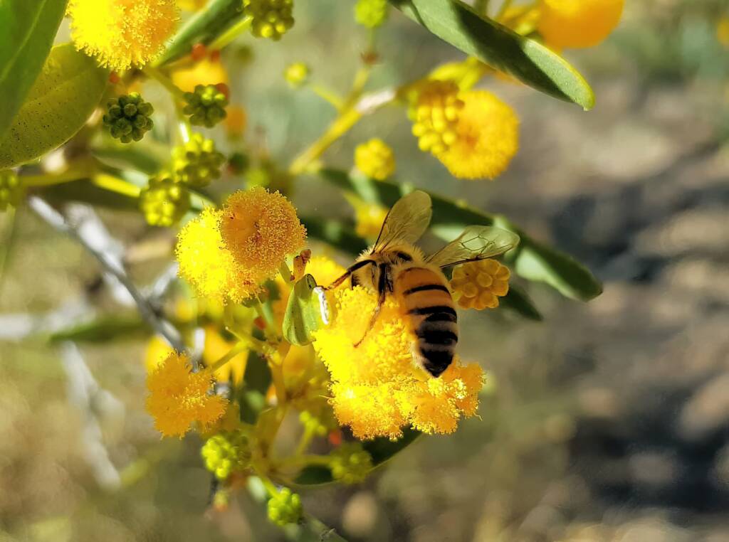Apis mellifera on Acacia ligulata, Alice Springs NT