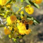 Apis mellifera on Acacia ligulata, Alice Springs NT
