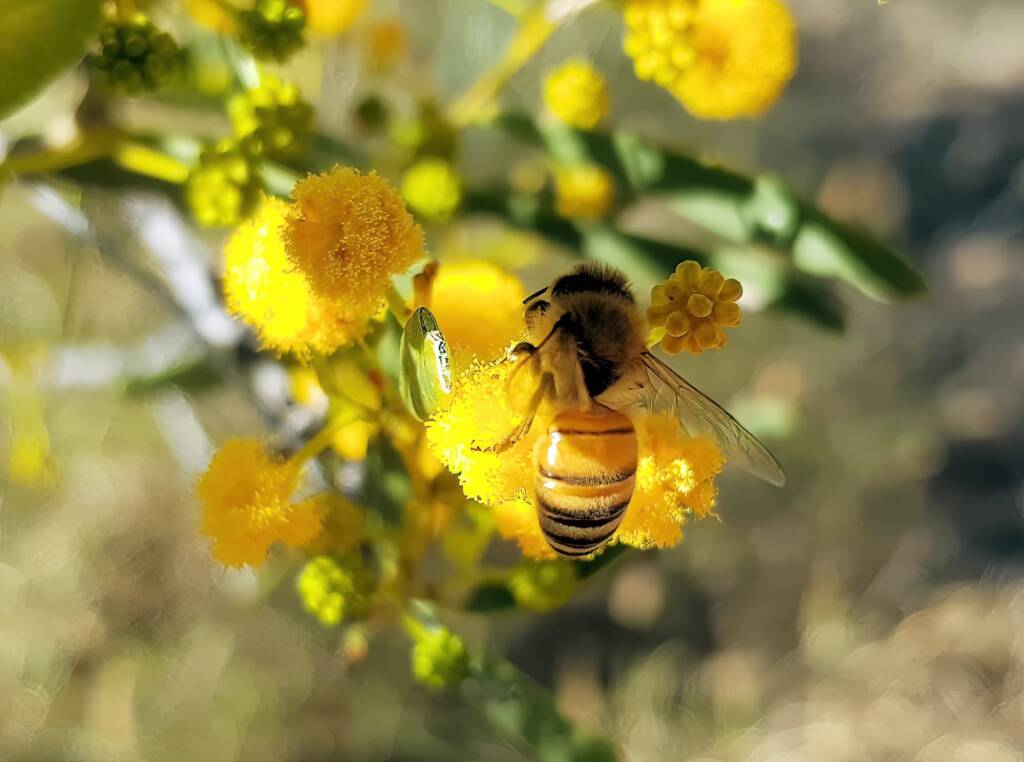 Apis mellifera on Acacia ligulata, Alice Springs NT