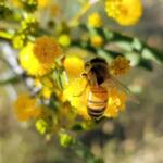Apis mellifera on Acacia ligulata, Alice Springs NT