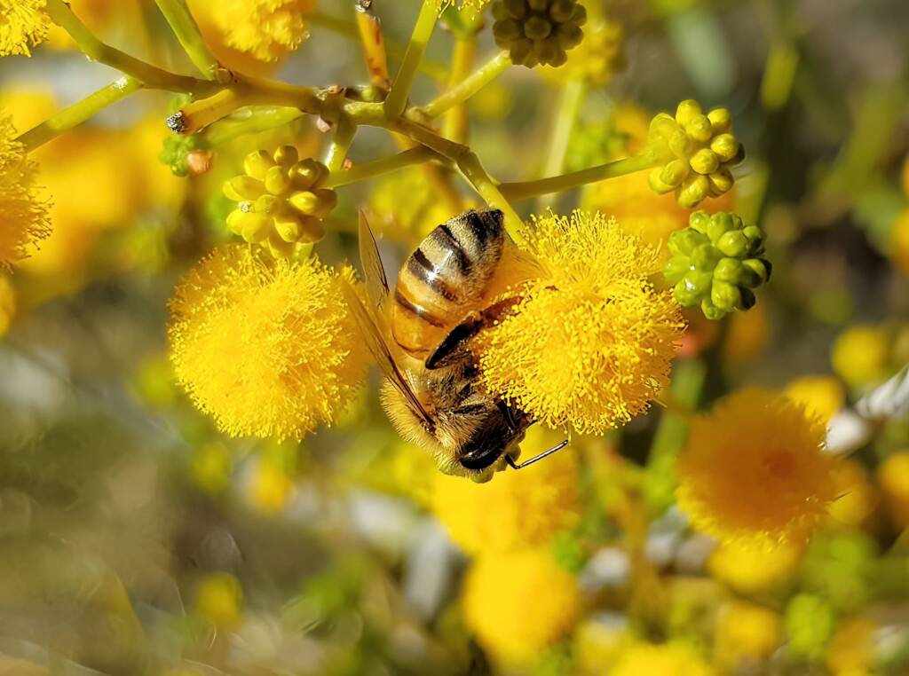 Apis mellifera on Acacia ligulata, Alice Springs NT
