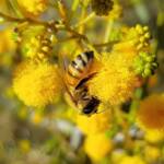 Apis mellifera on Acacia ligulata, Alice Springs NT