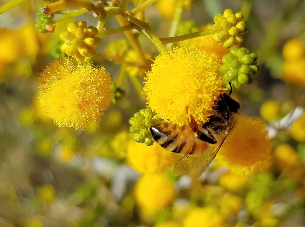 Apis mellifera on Acacia ligulata, Alice Springs NT