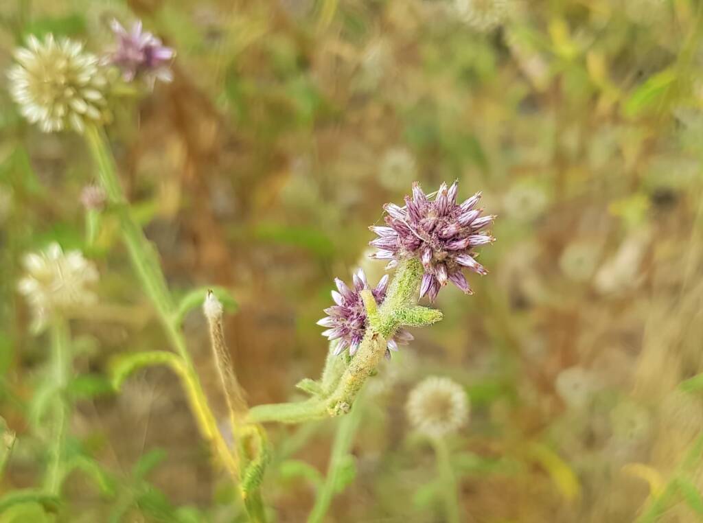 Apple Bush (Pterocaulon sphacelatum), Emily Gap, East MacDonnell Ranges NT