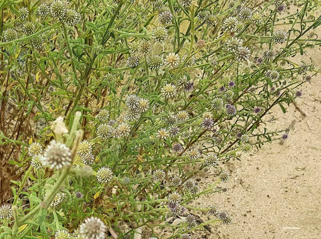 Apple Bush (Pterocaulon sphacelatum), Emily Gap, East MacDonnell Ranges NT
