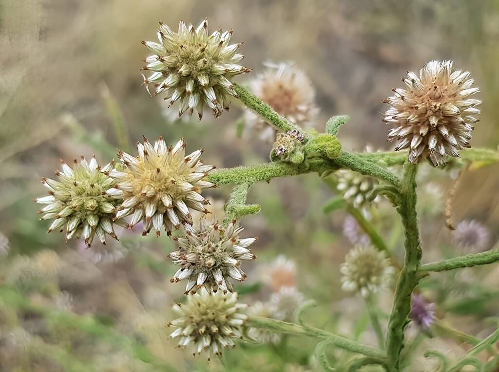 Apple Bush (Pterocaulon sphacelatum), Emily Gap, East MacDonnell Ranges NT