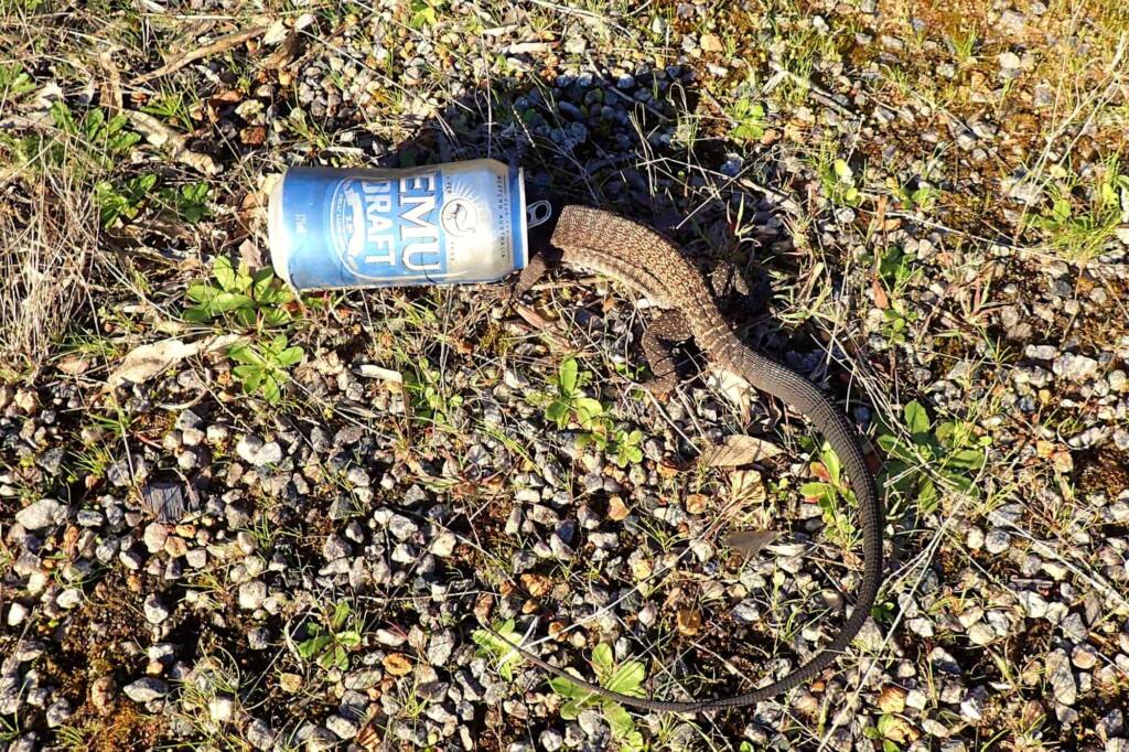 His head stuck in a can... © Gary Taylor