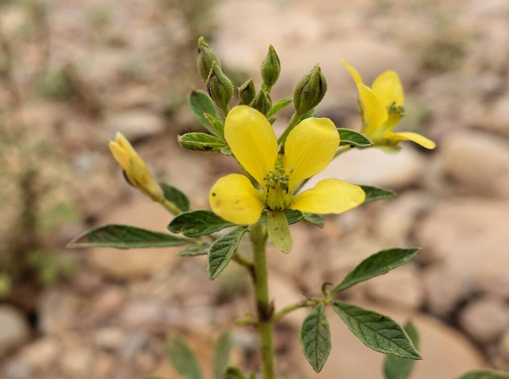 Cleome viscosa, Finke River (Finke Two Mile), West MacDonnell Ranges NT