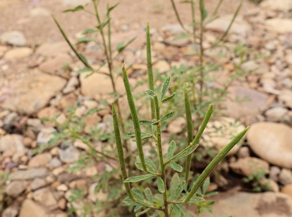 Cleome viscosa, Finke River (Finke Two Mile), West MacDonnell Ranges NT