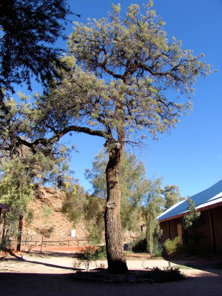 Corkwood Tree (Hakea eyreana) at the Alice Springs Araluen Cultural Precinct and part of the Two Sisters Dreaming