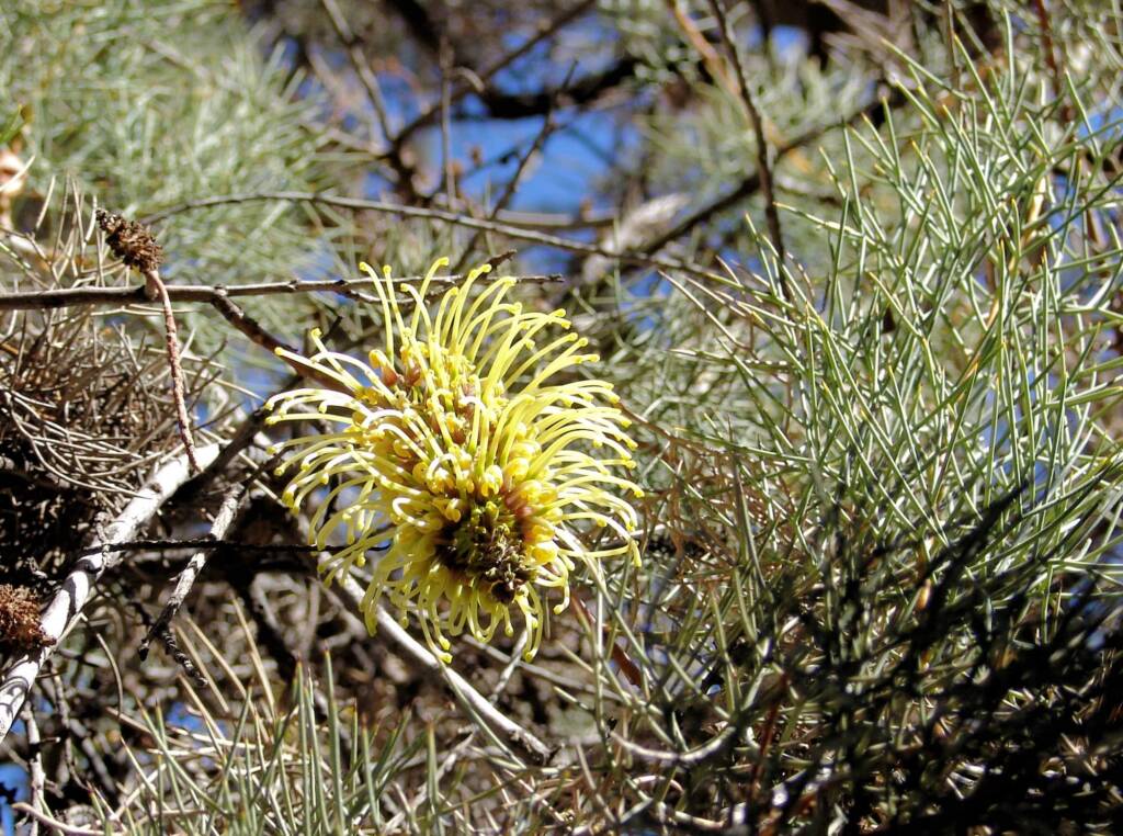 Corkwood Tree (Hakea eyreana) at the Alice Springs Araluen Cultural Precinct and part of the Two Sisters Dreaming