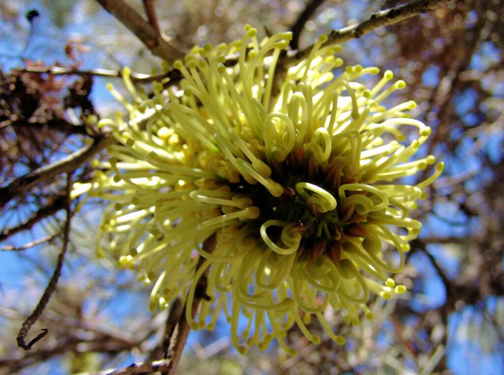 Corkwood Tree (Hakea eyreana) at the Alice Springs Araluen Cultural Precinct and part of the Two Sisters Dreaming