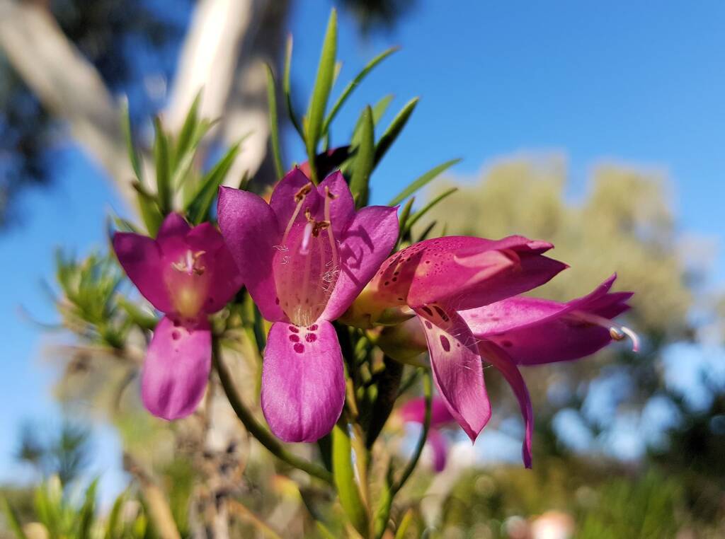 Wildberry (Eremophila alternifolia x maculata), Alice Springs NT