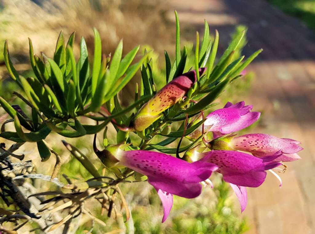 Wildberry (Eremophila alternifolia x maculata), Alice Springs NT