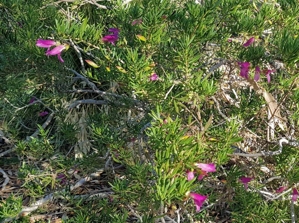 Wildberry (Eremophila alternifolia x maculata), Alice Springs NT