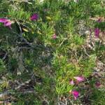 Wildberry (Eremophila alternifolia x maculata), Alice Springs NT