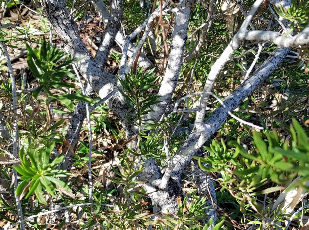 Wildberry (Eremophila alternifolia x maculata), Alice Springs NT