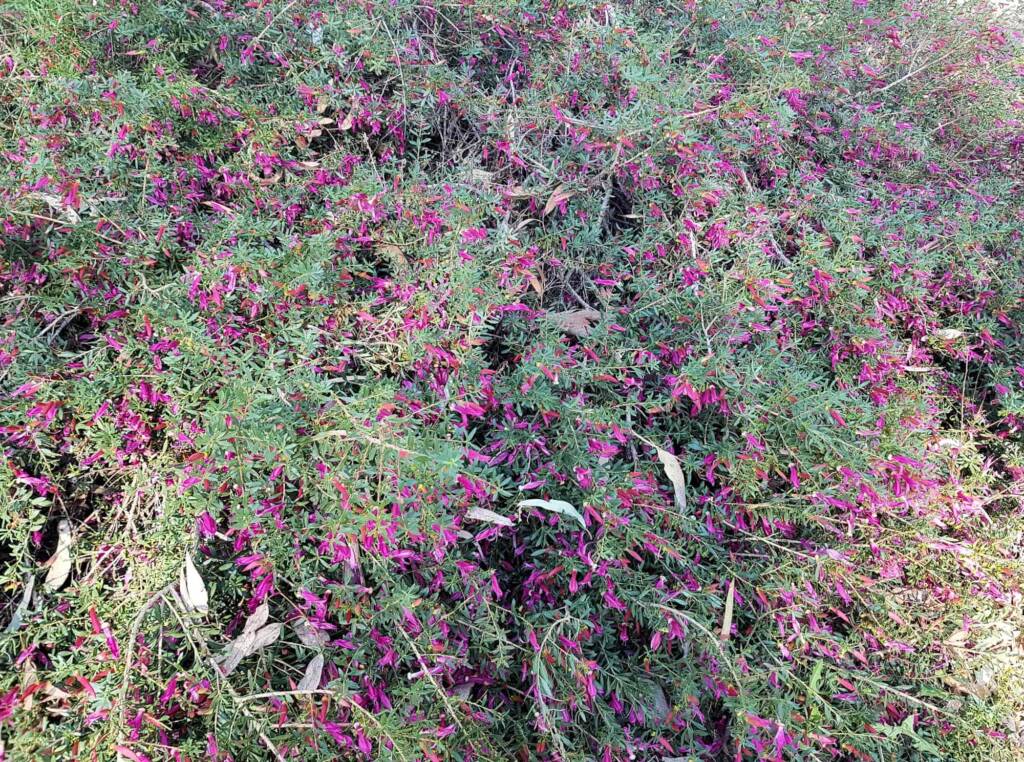 Wildberry (Eremophila alternifolia x maculata), Alice Springs NT