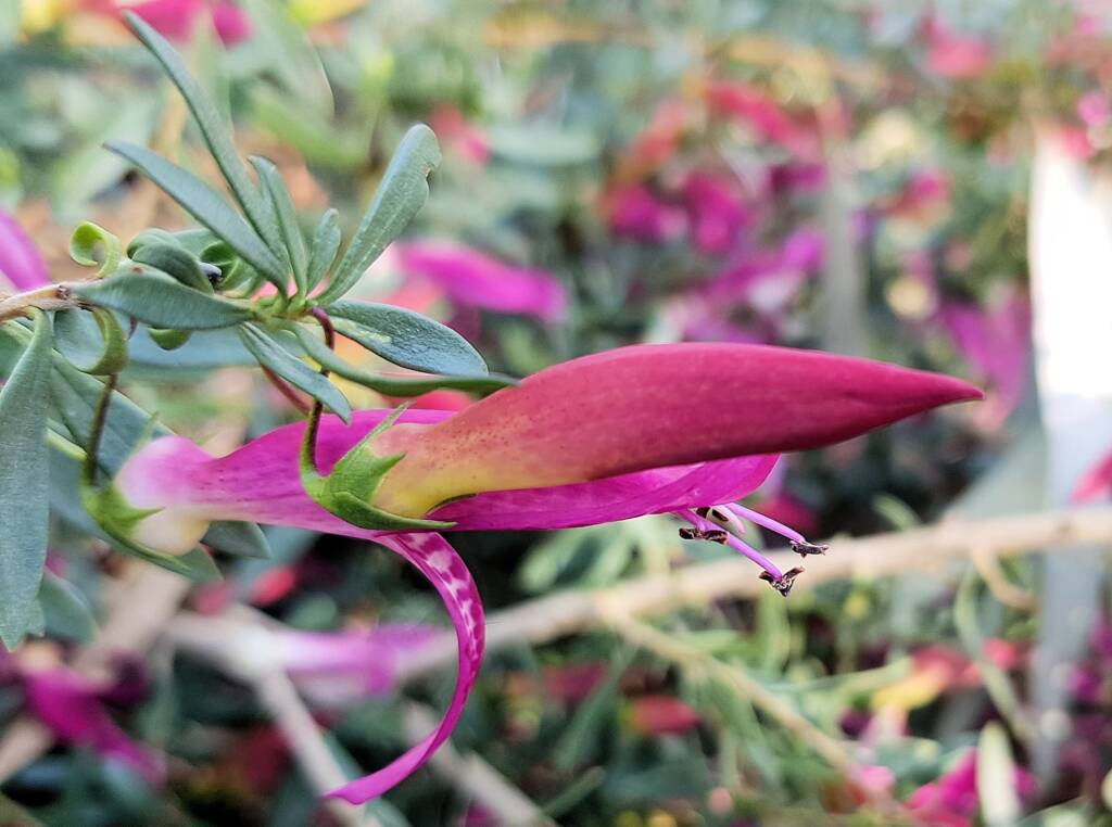 Wildberry (Eremophila alternifolia x maculata), Alice Springs NT