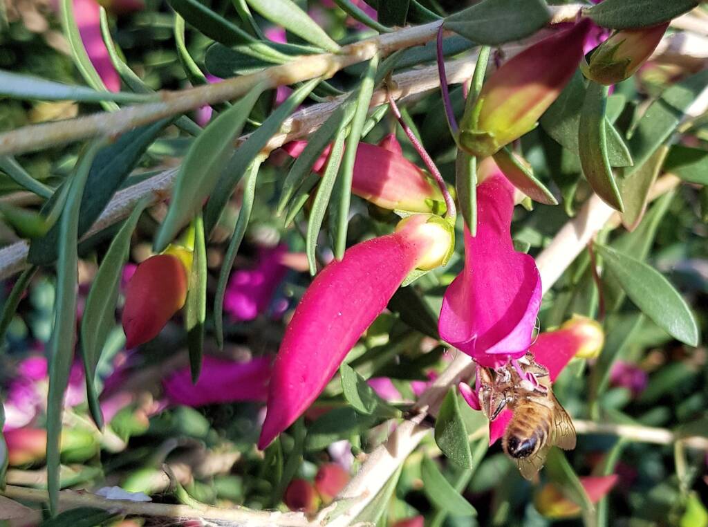 Wildberry (Eremophila alternifolia x maculata), Alice Springs NT