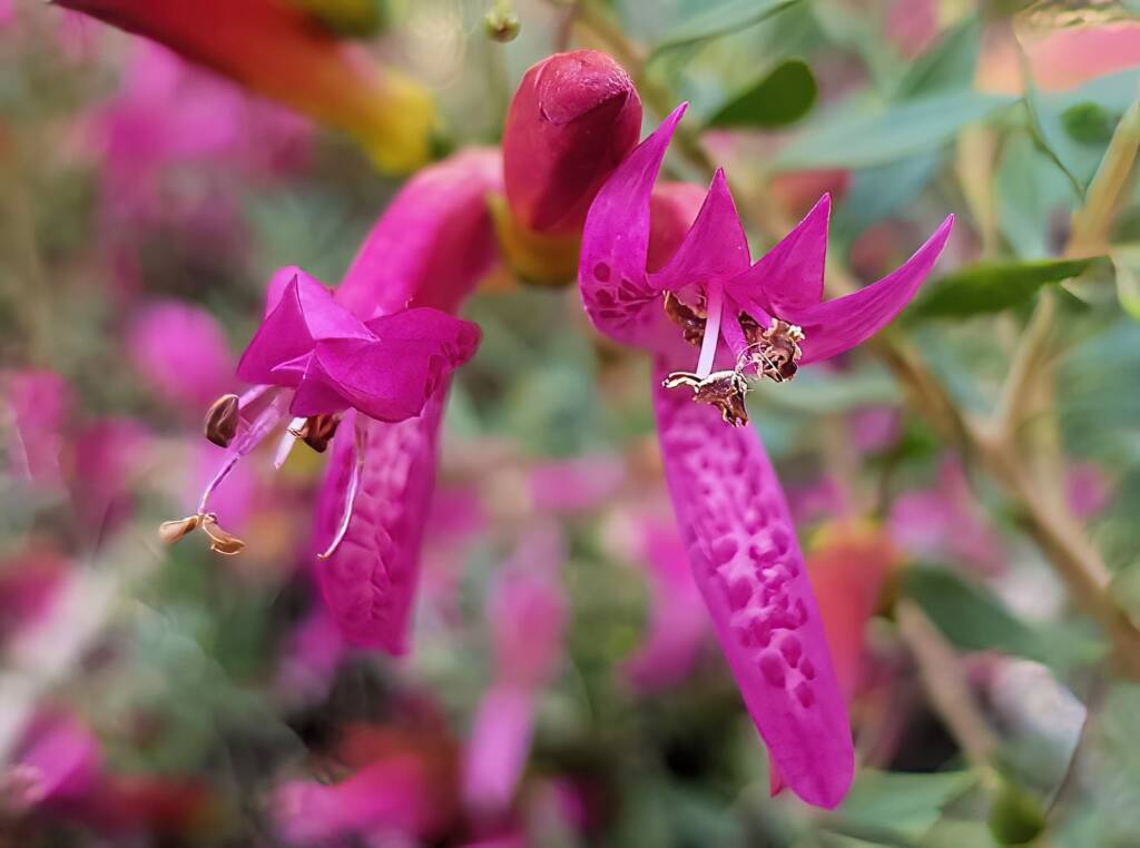 Wildberry (Eremophila alternifolia x maculata), Alice Springs NT