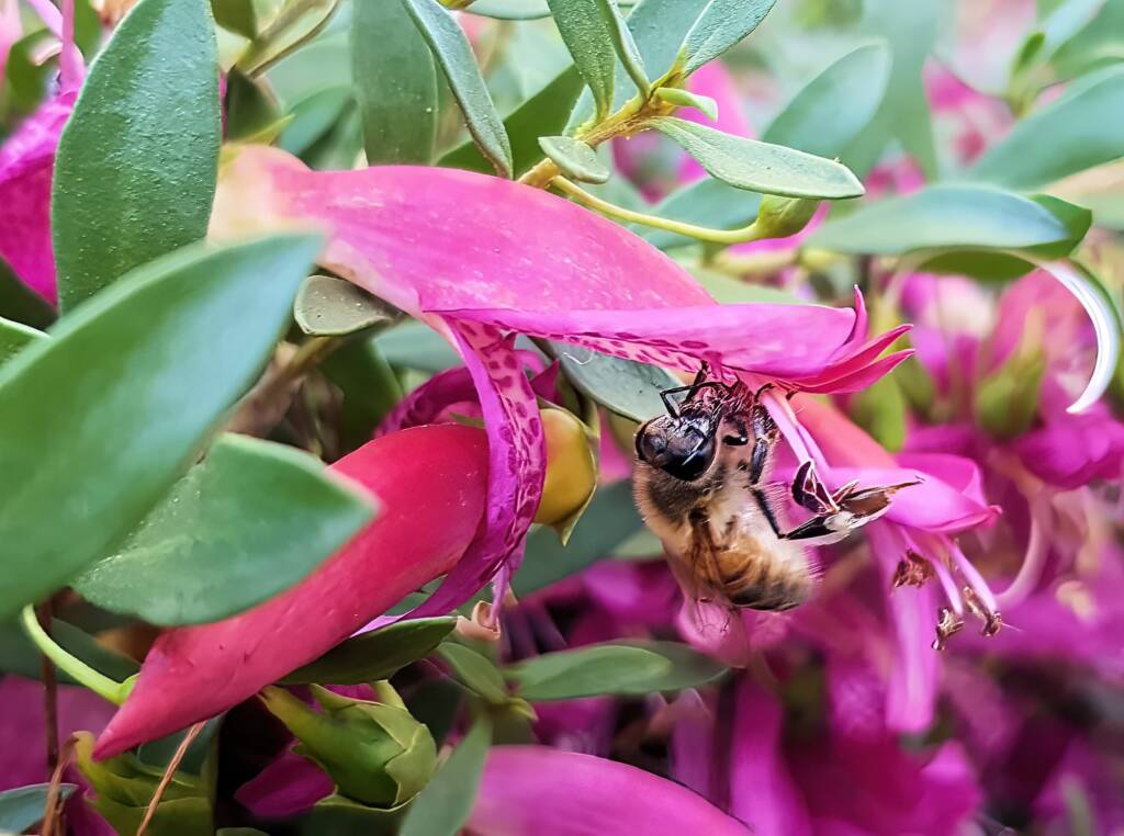 Wildberry (Eremophila alternifolia x maculata), Alice Springs NT