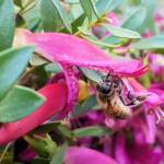 Wildberry (Eremophila alternifolia x maculata), Alice Springs NT