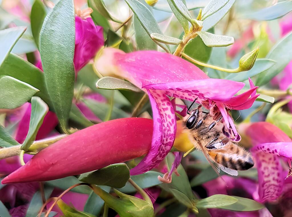 Wildberry (Eremophila alternifolia x maculata), Alice Springs NT