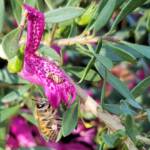 Wildberry (Eremophila alternifolia x maculata), Alice Springs NT