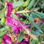 Wildberry (Eremophila alternifolia x maculata), Alice Springs NT