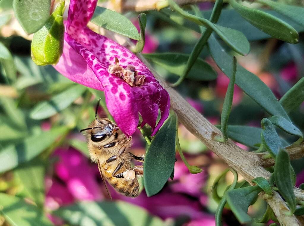 Wildberry (Eremophila alternifolia x maculata), Alice Springs NT