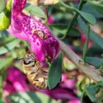 Wildberry (Eremophila alternifolia x maculata), Alice Springs NT