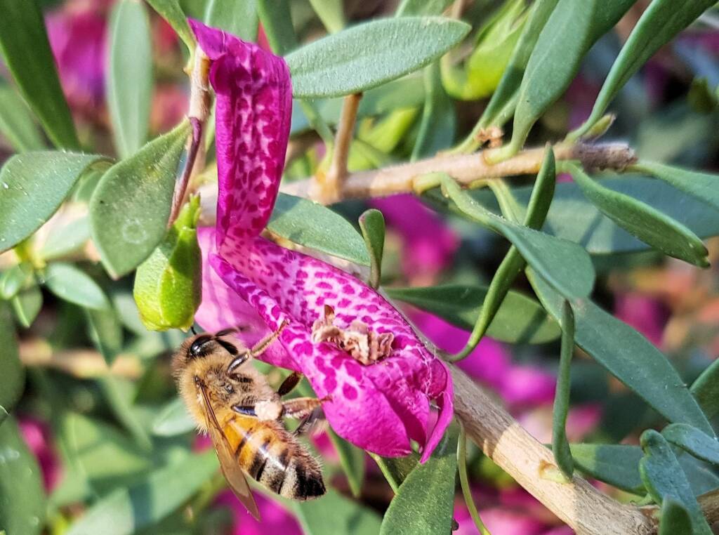 Wildberry (Eremophila alternifolia x maculata), Alice Springs NT