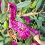 Wildberry (Eremophila alternifolia x maculata), Alice Springs NT