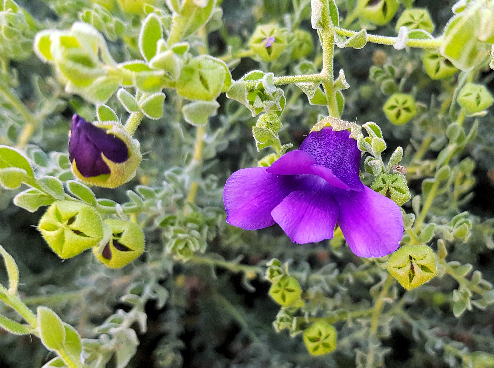 MacDonnell's Desert Fuchsia (Eremophila macdonnellii), Alice Springs NT