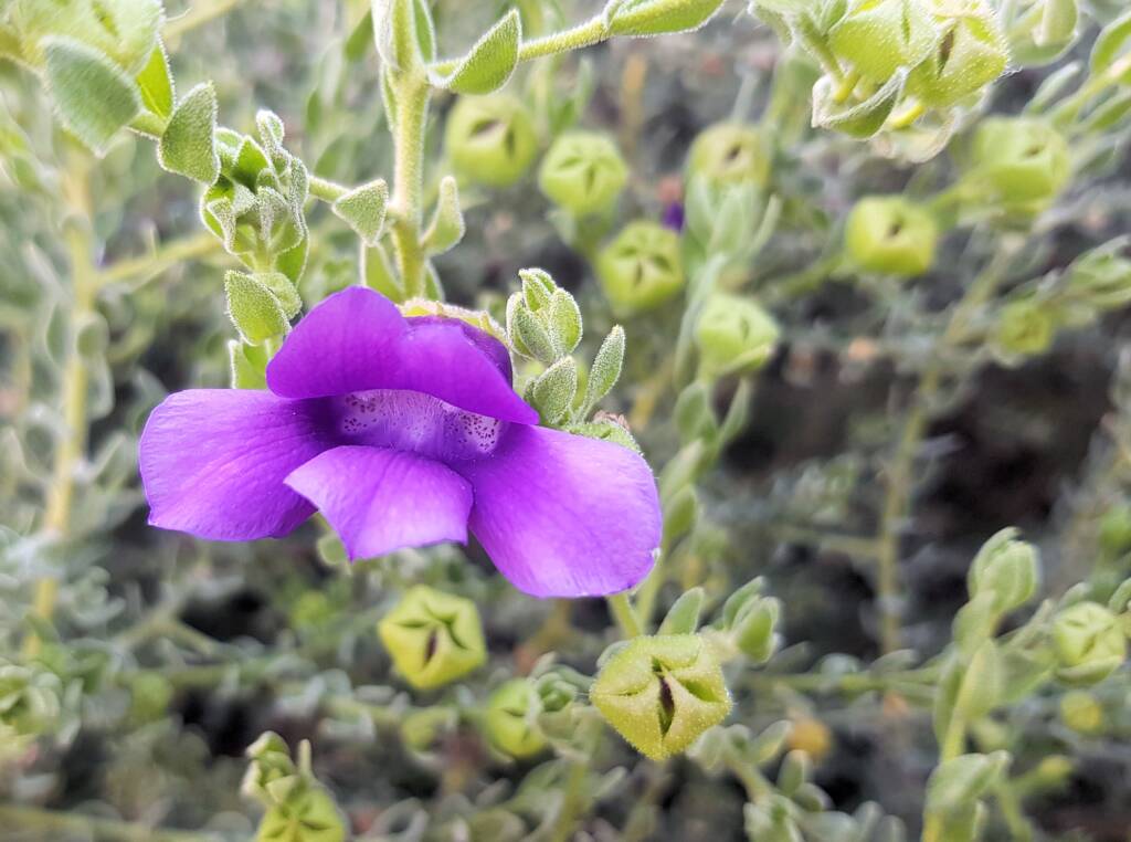 MacDonnell's Desert Fuchsia (Eremophila macdonnellii), Alice Springs NT