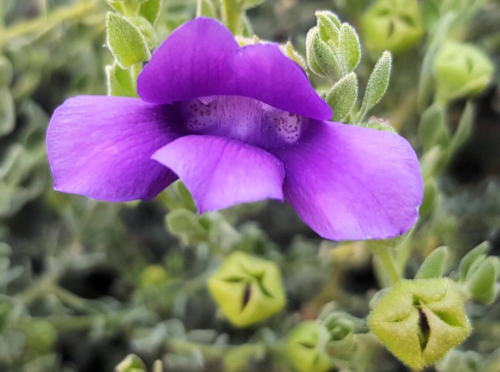 MacDonnell's Desert Fuchsia (Eremophila macdonnellii), Alice Springs NT