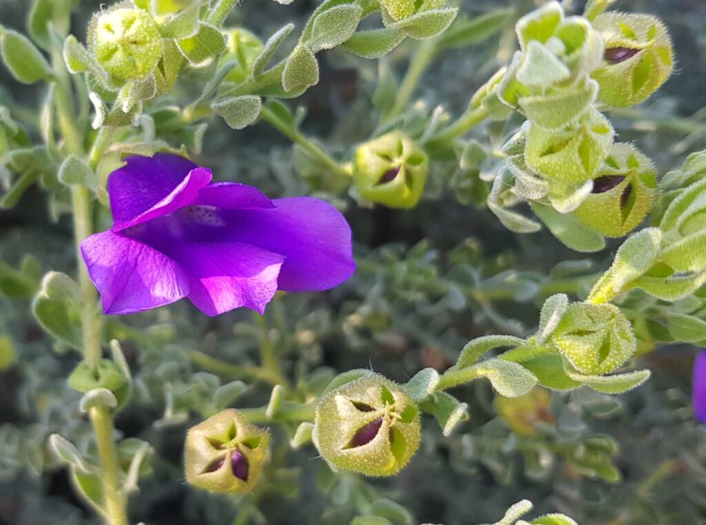MacDonnell's Desert Fuchsia (Eremophila macdonnellii), Alice Springs NT