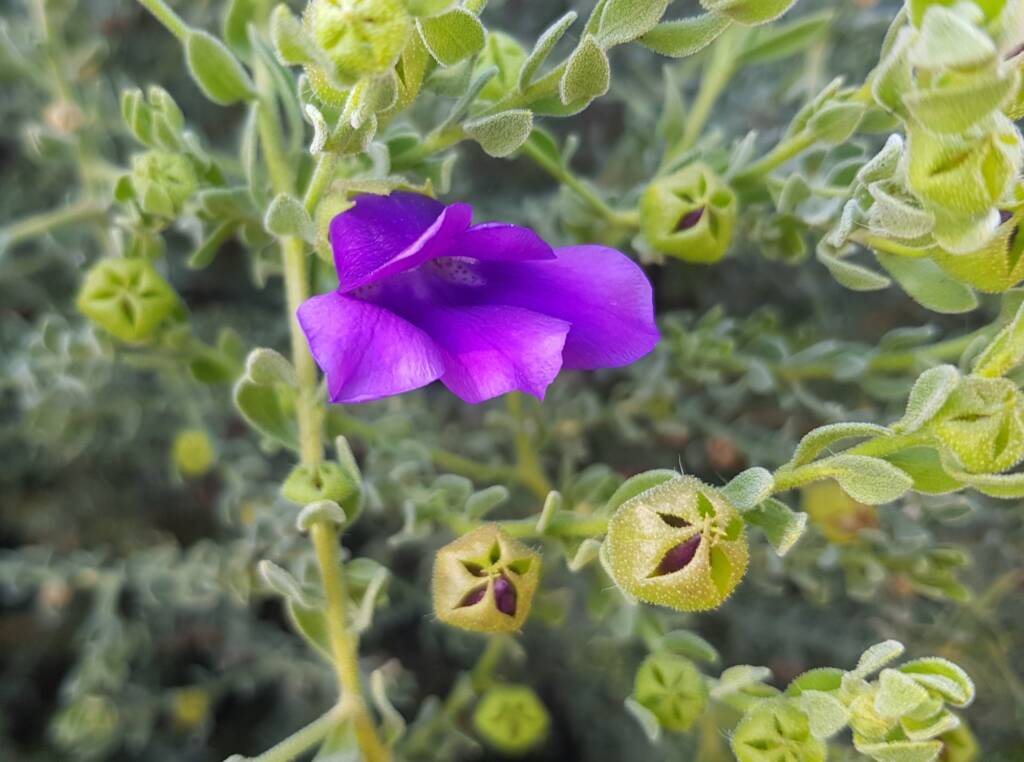 MacDonnell's Desert Fuchsia (Eremophila macdonnellii), Alice Springs NT