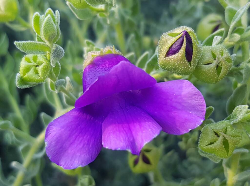 MacDonnell's Desert Fuchsia (Eremophila macdonnellii), Alice Springs NT