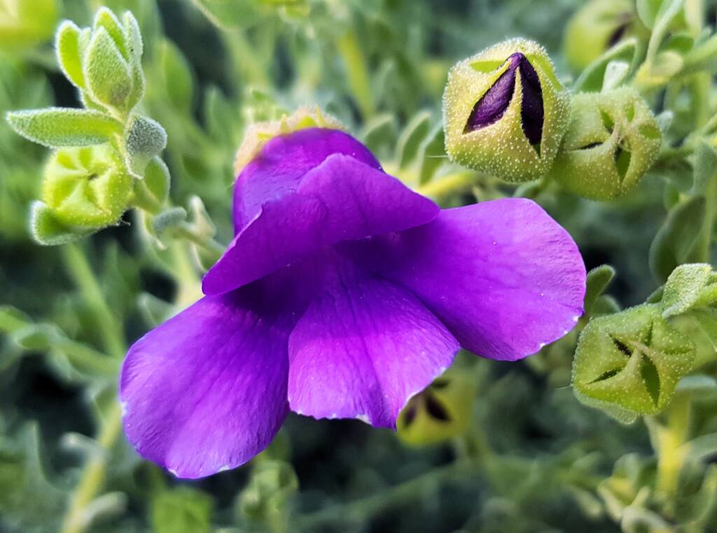 MacDonnell's Desert Fuchsia (Eremophila macdonnellii), Alice Springs NT