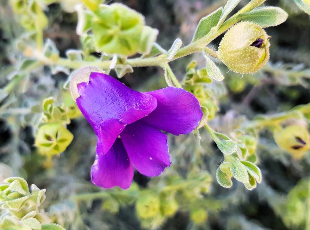 MacDonnell's Desert Fuchsia (Eremophila macdonnellii), Alice Springs NT