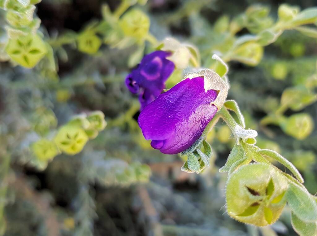 MacDonnell's Desert Fuchsia (Eremophila macdonnellii), Alice Springs NT