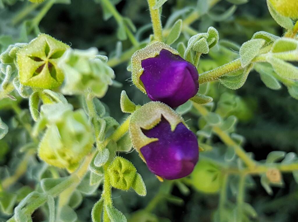 MacDonnell's Desert Fuchsia (Eremophila macdonnellii), Alice Springs NT