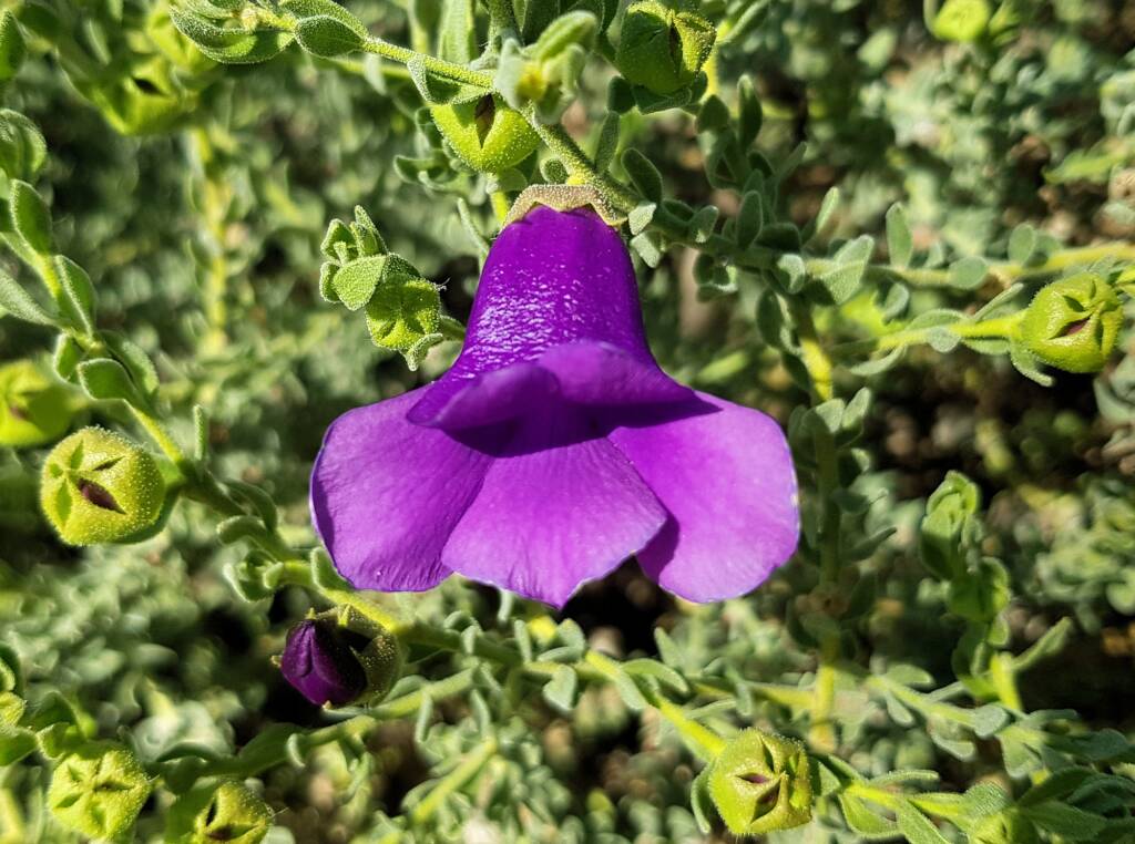 MacDonnell's Desert Fuchsia (Eremophila macdonnellii), Alice Springs NT