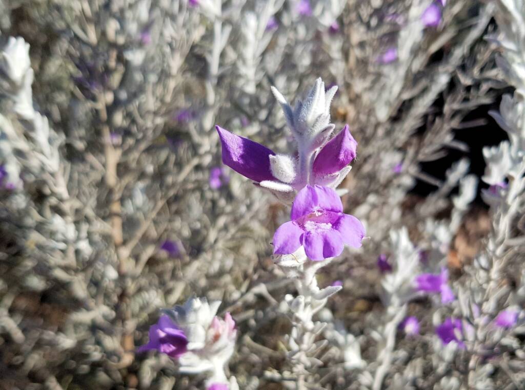 Silky Eremophila (Eremophila nivea), Alice Springs NT