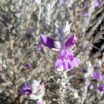 Silky Eremophila (Eremophila nivea), Alice Springs NT