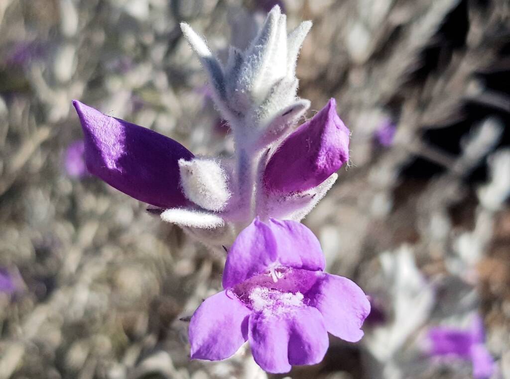 Silky Eremophila (Eremophila nivea), Alice Springs NT