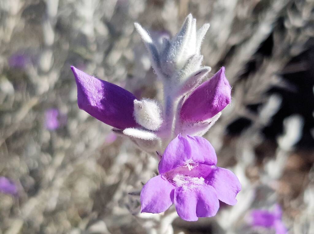 Silky Eremophila (Eremophila nivea), Alice Springs NT