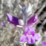 Silky Eremophila (Eremophila nivea), Alice Springs NT